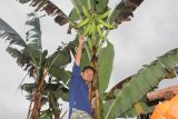 Pisang "Sialang" Gegerkan Masyarakat Lubukbasung