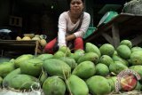 Saatnya menyelamatkan buah-buahan Borneo yang eksotis