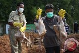 Petugas Dinas Kelautan dan Peternakan DKI Jakarta menunjukkan daging ayam berformalin sebelum dimusnahkan di Rumah Potong Unggas (RPU) Petukangan Utara, Jakarta Selatan, Rabu (27/11). Sebanyak 1.947 kg daging ayam berformalin hasil operasi di sejumlah pasar tradisional di Jakarta itu dimusnahkan. ANTARA FOTO/Reno Esnir/nym/2013.