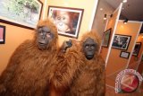 Dua aktivis memakai baju yang menyerupai Orangutan saat kampanye kepedulian pelestarian Orangutan di Medan, Sumut, Kamis (7/11). Kampanye itu sebagai bentuk sosialisasi perlindungan dan penegakkan hukum bagi Orangutan Sumatera (pongo abelli) serta bentuk protes terhadap pemeliharaan secara ilegal satwa langka yang kini populasinya terancam punah. ANTARA FOTO/Septianda Perdana