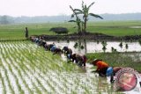 Sejumlah buruh tani menanam padi di lahan yang biasa terendam air luapan Bengawan Solo di Desa Padang, Kecamatan Trucuk, Bojonegoro, Jatim, Minggu (17/11). Para petani di daerah setempat selalu berspekulasi tetap menanam padi dengan perhitungan bisa panen kalau tidak banjir, tapi akan gagal kalau terjadi banjir. ANTARA FOTO/Aguk Sudarmojo/nym/2013.