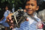 Seorang pelajar memegang tukik sisik (Eretmochelys imbricata) yang akan dilepas di Pulau Pramuka, Kepulauan Seribu, Kamis (14/11). Penyu sisik merupakan salah satu jenis penyu yang terancam punah akibat perburuan. ANTARA FOTO/Zabur Karuru