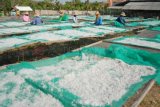 Pamekasan (Antara Jatim)-Pekerja menjemur teri nasi ekspor di Sentra pongolahan teri ekspor, Desa Tanjung, Pademawu, Pamekasan, Jumat (1/11). Dalam satu bulan terakhir, harga ikan tersebut turun dari Rp22 ribu menjadi Rp18 ribu per kg. Seiring mulai berkurangnya tangkapan nelayan menjelang berakhirnya musim tangkap ikan tersebut. FOTO/ Saiful Bahri/13/Oka.