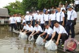 Banjarmasin, 29/11 - HARI TATA RUANG NASIONAL - Wakil Wali Kota Banjarmasin H Muhidin bersama beberapa kepala dinas dilingkungan Pemko Banjarmasin melepaskan sekitar 3000 bibit ikan patin dan nila di Sungai Martapura siring jalan Piere Tendean, Jumat (28/11) dalam rangka memperingati Hari Tata Ruang Nasional 2013 bertema â€œHarmoni Ruang Dan Air Untuk Hidup Lebih Baik".(Foto ANTARA/herry murdy/Humas)