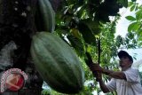 Petani Kakao Butuh Dukungan Teknologi