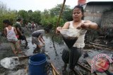 Sejumlah warga mengumpulkan solar yang tumpah di Komplek Perikanan Samudera Gabion Belawan Medan, Sumut, Selasa (19/11). Tumpahan minyak solar di areal rawa tersebut diduga berasal dari pipa milik Pertamina yang bocor. ANTARA FOTO/Septianda Perdana/nym/2013.