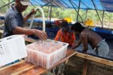 Trenggalek (Antara Jatim) - Sejumlah buruh nelayan di salah satu tempat penampungan ubur-ubur membersihkan potongan-potongan biota laut tak bertulang tersebut usai direndam beberapa lama menggunakan garam dan tawas, Selasa (12/11). Ribuan ton ubur-ubur hasil tangkapan nelayan Trenggalek ini kemudian dikemas dalam kantong-kantong plastik untuk selanjutnya diekspor ke sejumlah negara Asia Timur, seperti Jepang, Taiwan, Hongkong dan Korea dengan harga jutaan rupiah per kemasan. Foto Destyan Sujarwoko/13/Oka.