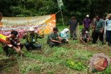 Tanjung, 19/12 -  Pengembangan bawang merah di Desa Jaro Kecamatan Jaro,  Tabalong cukup berhasil  setelah uji coba di lahan seluas 6,5 hektare, varietas bima brebes bisa dipanen. Dengan produksi sekitar 10 ton per hektare di lahan ini bawang merah sangat cocok untuk dikembangkan, jelas Kadis tanaman pangan, peternakan dan perikanan (Distanakkan) Tabalong, Panen perdana bawang mewah di Desa Jaro juga diikuti  kabid hortikultura Dinas tanaman pangan dan hortikultura provinsi dan jajarannya  serta camat Jaro, danramil  dan kelompok tani penggarap.Foto:ANTARA/Herlina Lasmianti