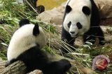 Wakil PM China Liu Yandong kunjungi Istana Panda Taman Safari