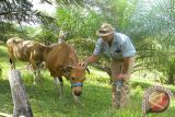 RI imports 1,573 dairy cows from Australia to boost milk production