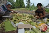 Petani Batumarta ganti tanaman karet dengan jagung 