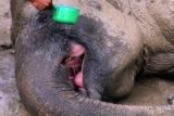 Gajah Sekarat di PKG Riau Terpaksa Diinfus