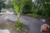 Warga OKU tutupi lobang jalan dengan batang pisang