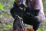 Situbondo (Antara Jatim) - Fotgrafer, mangambil gambar bunga bangkai (Amorphophallus titanum Becc), di Padang Savana, Taman Nasional Baluran (TNB), Situbondo, Minggu (1/12). Bunga bangkai ini, merupakan tumbuhan dari talas-talasan (Araceae) endemik dari Sumatera, yang dikenal sebagai tumbuhan dengan bunga (majemuk) terbesar di dunia dan mencapai tinggi 5 meter. FOTO Saiful Bahri/13/Chan.
