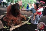 Seorang perempuan bersama anak memegang dan memperhatikan jasad seekor Orangutan (pongo pygmaeus pygmaeus) yang sudah tewas di Dusun Danau, Desa Peniraman, Kecamatan Sungai Pinyuh, Kabupaten Pontianak, Kalbar, Selasa (22/10). Menurut pengakuan warga setempat, Orangutan jantan tersebut tewas pada Selasa (22/10) sore setelah ditangkap warga di Perkebunan Karet yang berjarak 200 meter dari pemukiman penduduk pada Senin (21/10) malam. ANTARA FOTO/Jessica Helena Wuysang/13