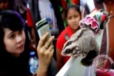 Seorang perempuan memotret dua ekor Sugar Glider milik anggota Komunitas Pecinta Sugar Glider Surabaya, saat car free day di Jl Raya Darmo, Surabaya, Jatim, Minggu (8/12). Komunitas Pecinta Sugar Glider memperkenalakan satwa asal Papua tersebut mengajak masyarakat mencintai satwa dalam rangka pelestarian lingkungan hidup. ANTARA FOTO/Eric Ireng/wra/13