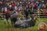 Sejumlah warga menyaksikan mapasilaga tedong atau adu kerbau di Rantepao, Toraja Utara, Sulawesi Selatan, Sabtu (28/12). Adu kerbau merupakan salah satu bagian pesta adat rambu solo atau upacara pemakaman. ANTARA FOTO/Zabur Karuru