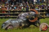 Sejumlah warga menyaksikan mapasilaga tedong atau adu kerbau di Rantepao, Toraja Utara, Sulawesi Selatan, Sabtu (28/12). Adu kerbau merupakan salah satu bagian pesta adat rambu solo atau upacara pemakaman. ANTARA FOTO/Zabur Karuru