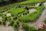 Sejumlah petani mencabut benih padi untuk ditanam di di sawah yang masih digenangi banjir di Kampung Kilasah, Kasemen, Kota Serang, Banten, Senin (16/12). Tingginya curah hujan membuat genangan air sulit surut hingga petani harus menunggu benih padi tumbuh tinggi agar bisa ditanam di sawah yang terendam air hujan. ANTARA FOTO/Asep Fathulrahman/wra/13