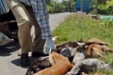 Pemerintah Agam Matikan 1.500 Anjing Liar untuk Cegah Rabies