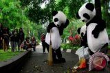 Ikon Panda WWF membersihkan Taman Dewi Sartika dalam kegiatan sosialisasi 'Bumi Panda', di Bandung, Jawa Barat, Minggu (12/1). WWF-Indonesia meluncurkan sebuah rumah informasi mengenai isu lingkungan hidup di kota Bandung yang diberi nama 'Bumi Panda'. ANTARA FOTO/Agus Bebeng
