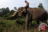Seorang pawang menaiki punggung Gajah Sumatera (Elephas Maximus Sumatranus) saat memberi makan di kawasan Pusat Konservasi Gajah (PKG) Minas, Kabupaten Siak, Riau, Kamis (2/1). Populasi Gajah Sumatera di Riau semakin berkurang, sepanjang sembilan tahun terakhir, tercatat sejak 2004 hingga September 2013 ditemukan sedikitnya 104 gajah mati dengan kondisi mengenaskan. ANTARA FOTO/Rony Muharrman/ss/pd/14