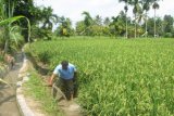 :  Seorang petani memanfaatkan air dari irigasi primer di  Dusun I,  Desa Rambung Merah Kabupaten Simalungun, Kamis (30/1). Irigasi di wilayah itu  kini kembali berfungsi secara normal dan mampu mengairi sawah petani hingga seluas 900 hektare lebih yang tersebar di lima desa, setelah sebelumnya selama hampir dua bulan nyaris tidak berfungsi karena jebol. (Foto Antarasumut/Waristo)