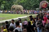 Sejumlah orang mengunjungi Kebun Binatang Ragunan, Jakarta Selatan, Rabu (1/1). Libur awal tahun baru 2014 dimanfaatkan warga untuk berwisata bersama keluarga. ANTARA FOTO/Andika Wahyu/pd/13.