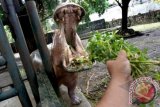 Seekor Kuda Nil (Hippopotamus amphibius) membuka mulut saat waktu makan, di salah satu kandang di Kebun Binatang Surabaya (KBS), Selasa (7/1). Perusahaan Daerah Taman Satwa Kebun Binatang Surabaya (PDTS KBS), memperketat pengawasan terhadap kehidupan satwa di KBS, menyusul matinya sejumlah satwa koleksi KBS. ANTARA FOTO/Eric Ireng/ed/NZ/14