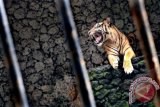 Seekor Harimau Sumatera (Panthera tigris sumatrae) berada di salah satu kandang di Kebun Binatang Surabaya (KBS), Selasa (7/1). Perusahaan Daerah Taman Satwa Kebun Binatang Surabaya (PDTS KBS), memperketat pengawasan terhadap kehidupan satwa di KBS, menyusul matinya sejumlah satwa koleksi KBS. ANTARA FOTO/Eric Ireng/ed/NZ/14