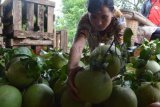 Magetan (Antara Jatim) - Penjuall memilah jeruk Pamelo dari sebelum dikirim ke Jakarta di Dusun Pengkol, Kelurahan/Kec. Bendo, Kab. Magetan, Sabtu (25/1). Jeruk Pamelo lengkap dengan tangkai dan daunnya yang dibeli dari bakul dengan harga Rp 5 ribu, Rp 7 ribu dan Rp 15 ribu/buah tergantung ukuran dan kualitas buah tersebut selanjutnya dikirim ke Jakarta untuk memenuhi permintaan kebutuhan persembahan dewa-dewi pujaan kaum Tri Dharma menyambut Tahun Baru Imlek. FOTO Siswowidodo/14/SHP

