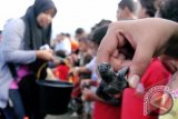 Anak-anak memegang anak penyu saat pelepasan di Pantai wisata Ujung Pancu, Kabupaten Aceh Besar, Aceh, Minggu (12/1). Sebanyak 53 anak penyu lekang yang ditangkarkan oleh LSM Jaringan Syiah Kuala di desa itu di lepas ke laut dengan melibatkan anak-anak pesisir dalam upaya melestarikan penyu yang kini mulai berkembang pasca tsunami 2004 lalu. ANTARA FOTO/Ampelsa/ss/ama/14