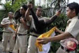 Petugas kebun binatang memasangkan kain bagi seekor siamang dan binturong saat upacara Tumpek Kandang di Bali Zoo, Gianyar, Sabtu (11/1). Umat Hindu di Bali menggelar upacara ruwatan Hari Tumpek Kandang atau hari suci untuk hewan peliharaan dengan harapan hewan tersebut dapat berkembang dengan baik, harmonis, terjaga kelestariannya dan memberi manfaat positif bagi manusia. ANTARA FOTO/Nyoman Budhiana


