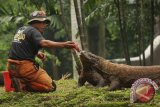 Wisatawan Singapura digigit Komodo di Pulau komodo