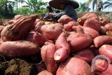 Peneliti: umbi-umbian berpotensi menjadi pangan fungsional 