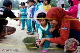 Guru bersama murid dari sekolah PAUD melepas tukik lekang  di pantai wisata Lampuuk, Kabupaten Aceh Besar, Aceh, Kamis (20/2). Sebanyak 300  anak penyu yang dilepas sejak tiga hari terakhir melibatkan anak sekolah itu, bertujuan memberikan pengetahuan kepada anak-anak tentang satwa dilindungi, selain meningkatkan populasi penyu di masa mendatang. ANTARAACEH.COM/Ampelsa/14