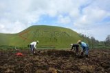 Bondowoso - Sejumlah petani bercocok tanam kentang di dekat Kawah Wurung Kaldera Gunung Ijen, Sempol, Bondowoso, Jawa Timur, Rabu (26/2). Sejumlah kawah di Kaldera Gunung Ijen merupakan salah satu wilayah di Jawa Timur yang menyimpan potensi panas bumi (geotermal) dan kini sudah dieksplorasi untuk penguatan dan ketahanan energi nasional. FOTO Seno/14/DK 