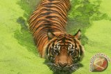 Harimau Sumatra (Panthera tigris sumatrae) berendam di air yang ada di sekitar kandangnya di Taman Satwa Taru Jurug (TSTJ), Solo, Jateng, Kamis (27/2). Taman Satwa yang dibangun pada tahun 1878 tersebut sekarang kondisinya sangat memprihatinkan dan membutuhkan paling tidak Rp. 50 miliar untuk renovasi total, sementara hingga kini belum ada investor yang masuk untuk membenahi taman tersebut. ANTARA FOTO/Akbar Nugroho Gumay/Koz/Spt/14.