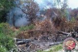 Kabut asap juga dialami di luar kota Pontianak, seperti Sintang. Sejumlah lahan terbakar akibat tidak adanya hujan yang mengguyur dalam sebulan terakhir ini. Pohon dan lahan gambut terbakar mengakibatkan kabut asap tidak bisa hilang, kecuali berharap hujan segera turun deras. (Foto Arkadius Gansi) 
