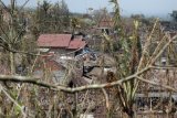 Kediri (Antara) - Material vulkanik Gunung Kelud menghancurkan atap rumah dan tanaman di Desa Puncu, Kediri, Jawa Timur, Selasa (18/2). Dari data Pemprov Jatim, kerugian sementara akibat letusan Gunung Kelud diperkirakan mencapai Rp1,2 triliun. FOTO/Rudi Mulya/14/Oka.