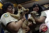 Dua petugas menggendong anak singa (panthera leo) yang berumur setengah bulan di Bali Safari and Marine Park, Gianyar Bali, Sabtu (8/2). Satwa langka dengan habitat asli Selandia Baru yang merupakan hasil program pengembangbiakan satwa di lembaga konservasi itu diperlihatkan pertama kalinya kepada para pengunjung Bali Safari and Marine Park. ANTARA FOTO/Wira Suryantala/nym/wra/14.