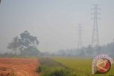 Transmisi milik PLN Wilayah Kalbar diselimuti kabut asap di Desa Wajok, Kabupaten Pontianak. Sejak seminggu terakhir, kabut asap menyelimuti Kota Pontianak dan sekitarnya. Kepekatannya semakin bertambah dalam tiga hari terakhir. (Foto Antara Kalbar / Teguh Imam Wibowo)