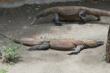 Surabaya (Antara Jatim) - Seekor Komodo ditemukan mati di salah satu kandang Komodo, di Kebun Binatang Surabaya (KBS), Sabtu (1/2). Kematian satwa dilindungi, Komodo, usia 7 tahun yang ditangani Sat Reskrim Polrestabes Surabaya tersebut, menambah jumlah satwa yang mati koleksi KBS. FOTO Eric Ireng/14.