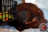 Seekor induk Orangutan Kalimantan, menggendong anaknya, yang baru saja lahir di Taman Safari Indonesia II, Prigen, Pasuruan, Jatim, Sabtu (15/2). Saat ini Taman Safari Indonesia II Prigen memiliki total keseluruhan Orangutan Kalimatan berjumlah 25 ekor dan sampai saat ini anak Orangutan Kalimantan tersebut masih belum di beri nama. ANTARA FOTO/Adhitya Hendra
