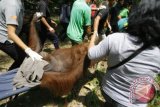 Petugas memindahkan orangutan dewasa, Kirno, dari tempat karantina ke pulau lepas di Taman Satwa Taru Jurug (TSTJ), Solo, Jateng, Kamis (27/2). Pemindahan orangutan yang sempat tertunda akibat hujan Abu Vulkanik Gunung Kelud tersebut bertujuan untuk mengembalikan Kirno ke tempatnya semula untuk kemudian di kawinkan dengan orangutan betina. ANTARA FOTO/Akbar Nugroho Gumay/wra/14