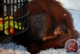Seekor induk Orangutan Kalimantan menggendong anaknya yang baru saja lahir di Taman Safari Indonesia II, Prigen, Pasuruan, Jatim, Sabtu (15/2). Saat ini Taman Safari Indonesia II Prigen memiliki total keseluruhan Orangutan Kalimatan berjumlah 25 ekor. ANTARA FOTO/Adhitya Hendra/nym/2014.