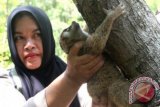 Petugas Balai Konservasi Sumber Daya Alam (BKSDA) Aceh melepaskan satwa Malu-Malu/Kukang (Nycticebus coucang) di kawasan hutan Kabupaten Aceh Besar, Aceh, Sabtu (22/3). BKSDA Aceh melepasliarkan tujuh satwa dilindungi yakni burung Julang Emas, seekor burung Julang Emas (Aceros undulatus), dua Binturung (Arctictis binturong) dan dua ekor Malu-Malu/Kukang (Nycticebus coucang) hasil sitaan dari warga diberbagai daerah di Provinsi Aceh sejak beberapa tahun terakhir. ANTARA FOTO/Irwansyah Putra/ss/nz/14.