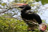 Satwa langka dan dilindungi burung Rangkong Badak (Rhinoceros Hornbill) yang baru dilepasliarkan Badan Konservasi Sumber Daya Alam (BKSDA) Aceh ke habitatnya di kawasan hutan Kabupaten Aceh Besar, Aceh, Sabtu (22/3). BKSDA Aceh melepasliarkan burung Julang Emas, seekor burung Julang Emas (Aceros undulatus), dua Binturung (Arctictis binturong) dan dua ekor Malu-Malu/Kukang (Nycticebus coucang) hasil sitaan dari warga diberbagai daerah di Provinsi Aceh sejak beberapa tahun terakhir. ANTARA FOTO/Irwansyah Putra/ss/nz/14.