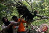 Petugas Badan Konservasi Sumber Daya Alam (BKSDA) Aceh yang dibantu aktivis lingkungan melepasliarkan seekor burung Rangkong Badak (Rhinoceros Hornbill) yang merupakan satwa langka dan dilindungi ke habitatnya di kawasan hutan Kabupaten Aceh Besar, Aceh, Sabtu (22/3). Selain burung Julang Emas, BKSDA Aceh juga melepasliarkan seekor burung Julang Emas (Aceros undulatus), dua Binturung (Arctictis binturong) dan dua ekor Malu-Malu/Kukang (Nycticebus coucang) hasil sitaan dari warga diberbagai daerah di Provinsi Aceh sejak beberapa tahun terakhir. ANTARA FOTO/Irwansyah Putra/ss/nz/14.