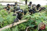 Sejumlah anggota pasukan khusus Batalyon Intai Amfibi-1 (Taifib-1) Marinir, berlatih parameter tempur, di Bhumi Marinir Karangpilang Surabaya, Kamis (13/3). Pasukan khusus TNI AL yang sudah berusia 53 tahun pada 13 Maret 2014 dan memiliki kemampuan bertempur di tiga media (darat, laut dan udara) tersebut, siap dilibatkan dalam pengamanan Pemilu 2014. ANTARA FOTO/Eric Ireng/ss/ama/14